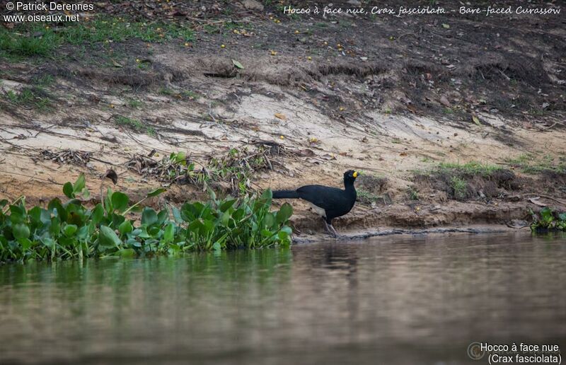 Bare-faced Curassow, identification, habitat