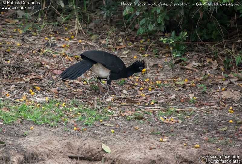 Bare-faced Curassow, identification, habitat, feeding habits, eats