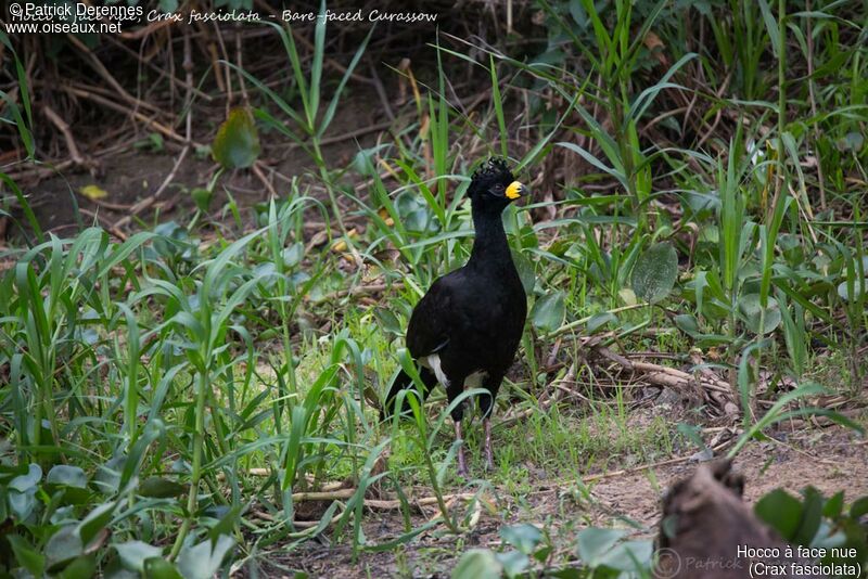 Bare-faced Curassow male, identification, habitat