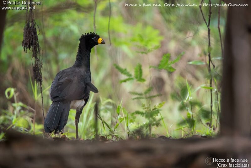 Bare-faced Curassow, identification, habitat