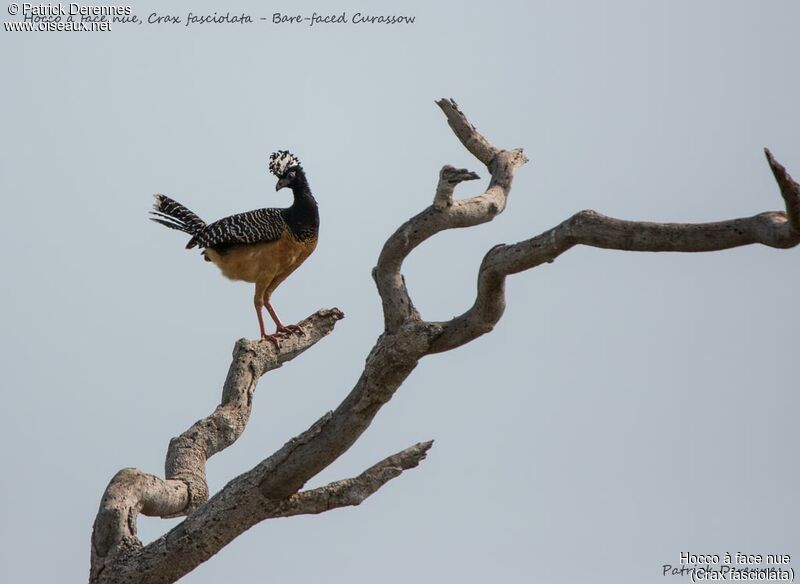 Bare-faced Curassow female, identification