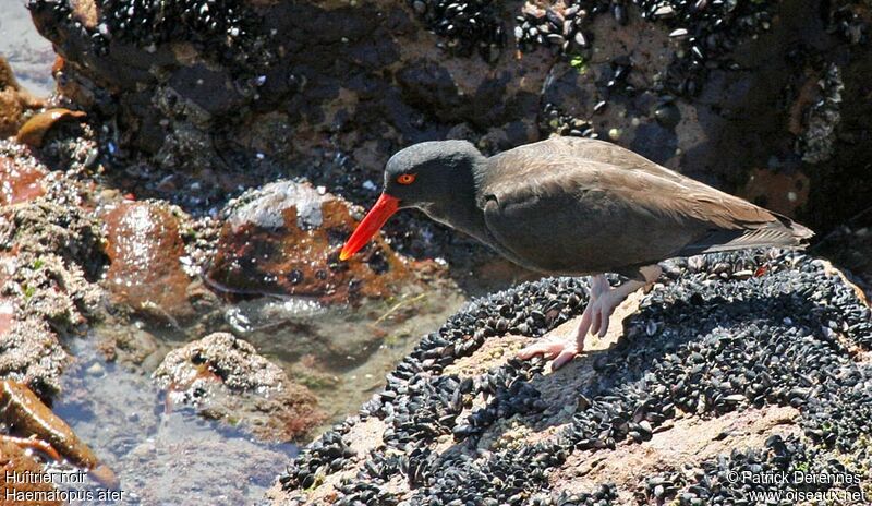 Blackish Oystercatcher, identification