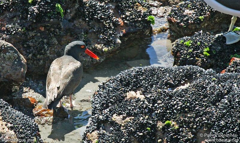 Blackish Oystercatcher, identification