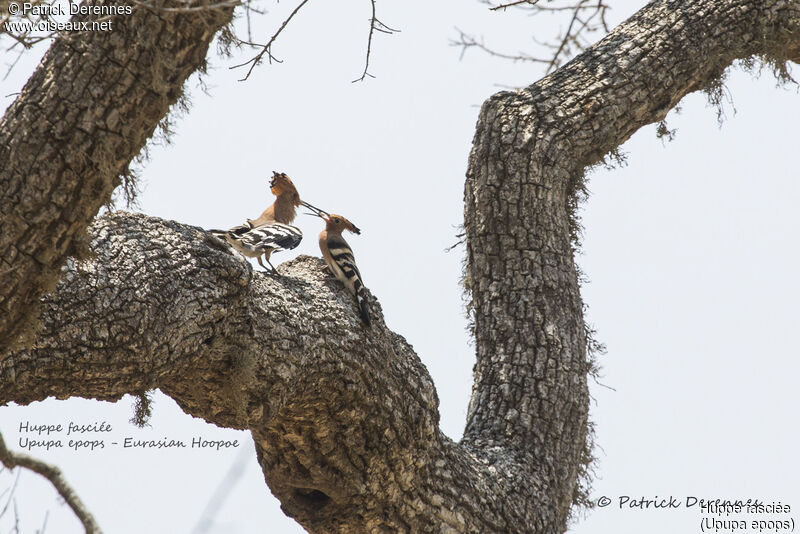 Eurasian Hoopoeadult breeding, habitat, courting display, Behaviour