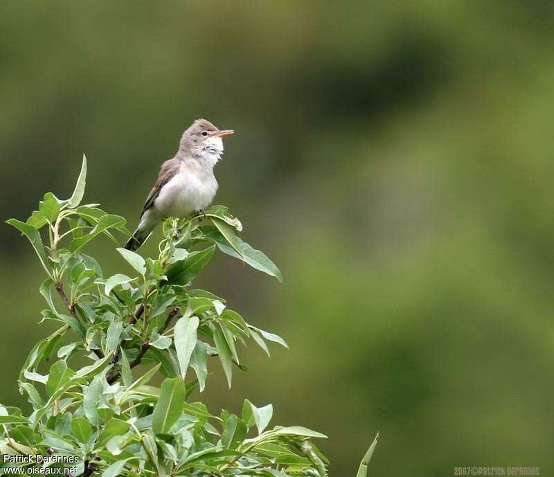 Eastern Olivaceous Warbler male adult breeding, habitat, song, Behaviour