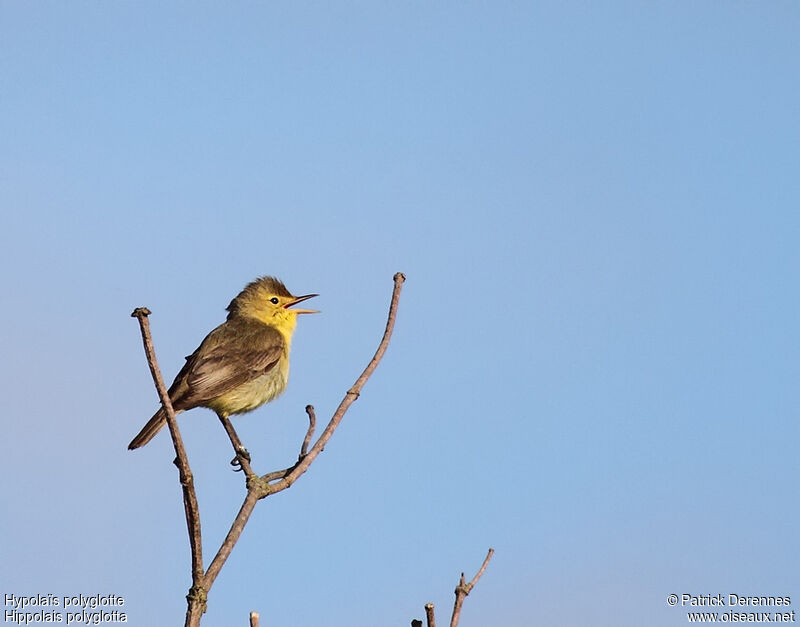 Melodious Warbler male adult, identification, song