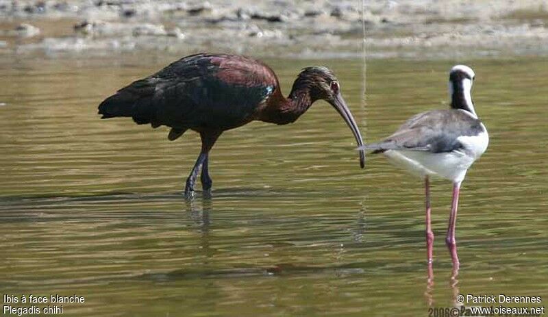 White-faced Ibis