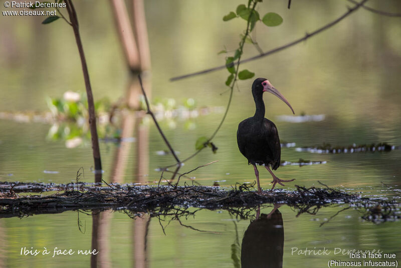 Bare-faced Ibisadult, identification, habitat