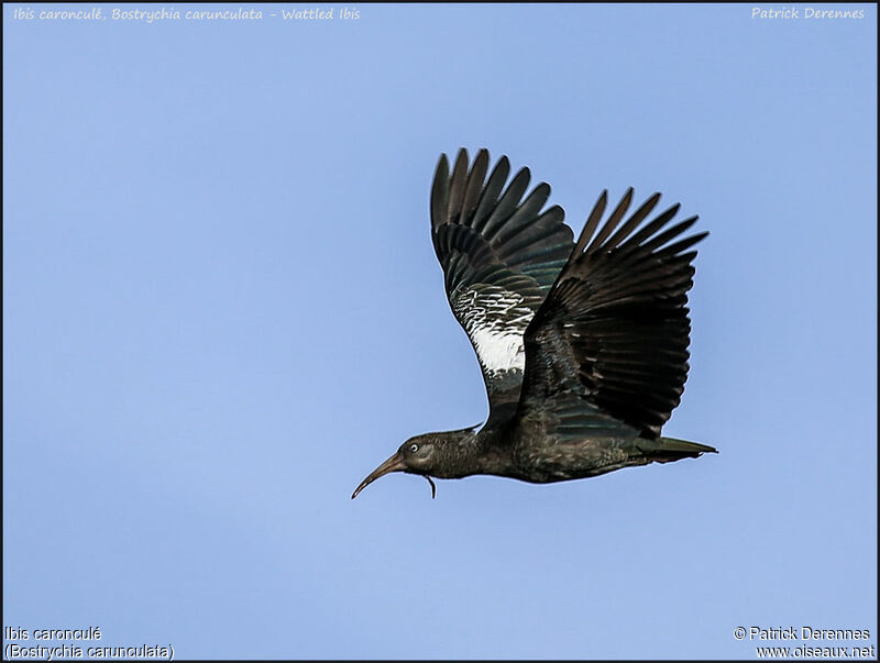 Ibis caronculéadulte, Vol