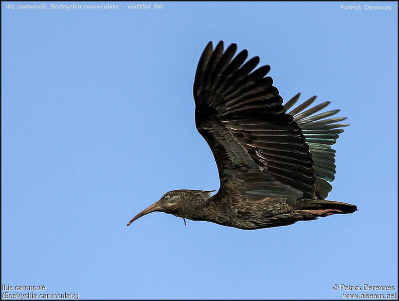 Ibis caronculéadulte, Vol