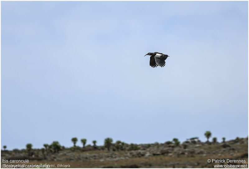 Ibis caronculéadulte, Vol