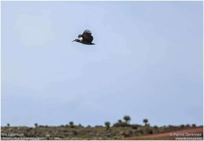 Ibis caronculéadulte, Vol