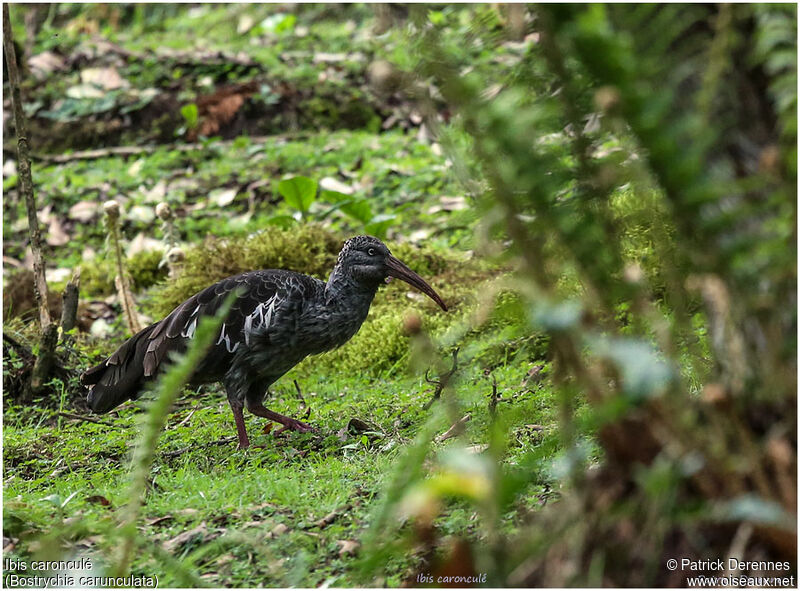 Wattled Ibisadult, identification