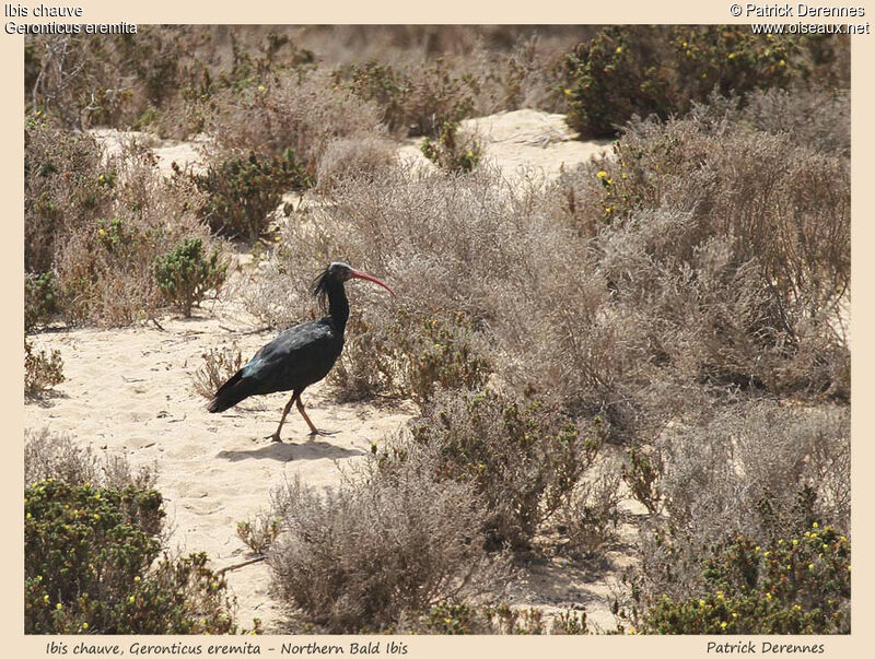 Ibis chauveadulte