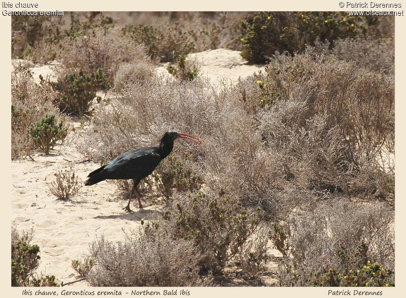 Ibis chauveadulte, identification, régime, Comportement