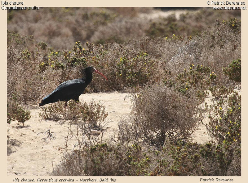 Ibis chauveadulte, identification