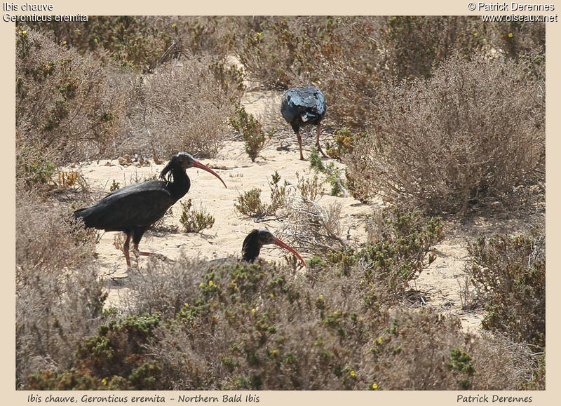 Ibis chauveadulte, identification, Comportement