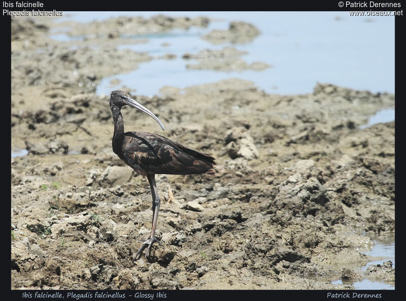 Ibis falcinelle, identification, Comportement