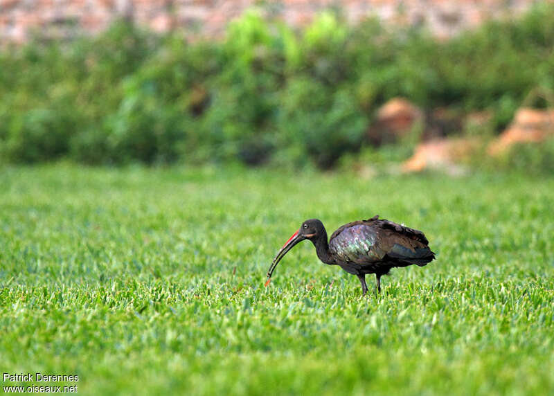 Ibis hagedash, identification