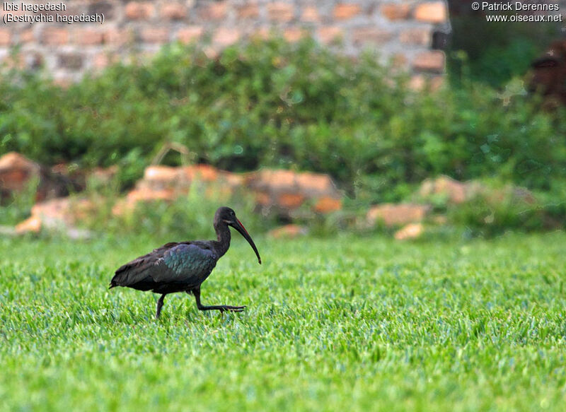 Ibis hagedash