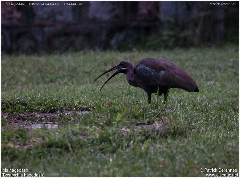 Ibis hagedash, identification, Comportement