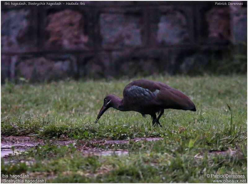 Ibis hagedash, identification, Comportement