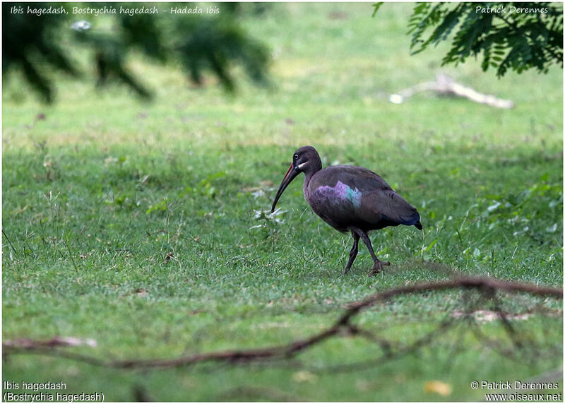 Ibis hagedashadulte, identification