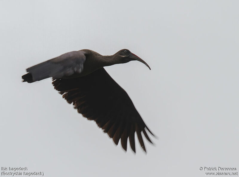 Ibis hagedashadulte, Vol