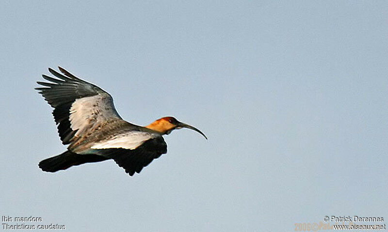 Buff-necked Ibisadult