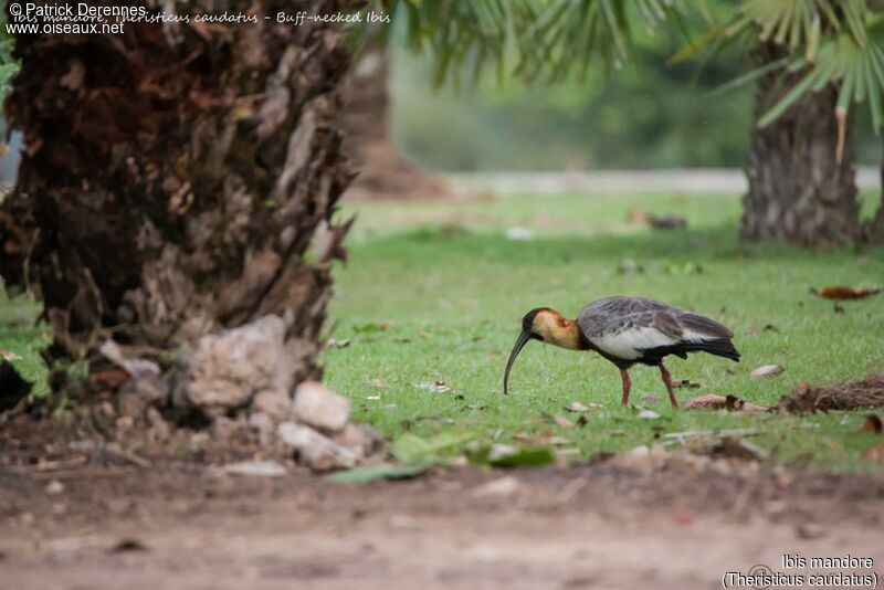 Buff-necked Ibis, identification, habitat