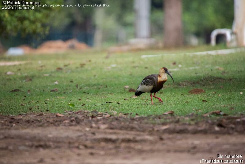 Ibis mandore, identification, habitat