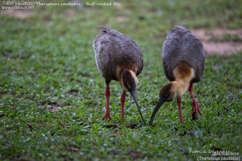 Ibis mandore, identification, habitat, pêche/chasse