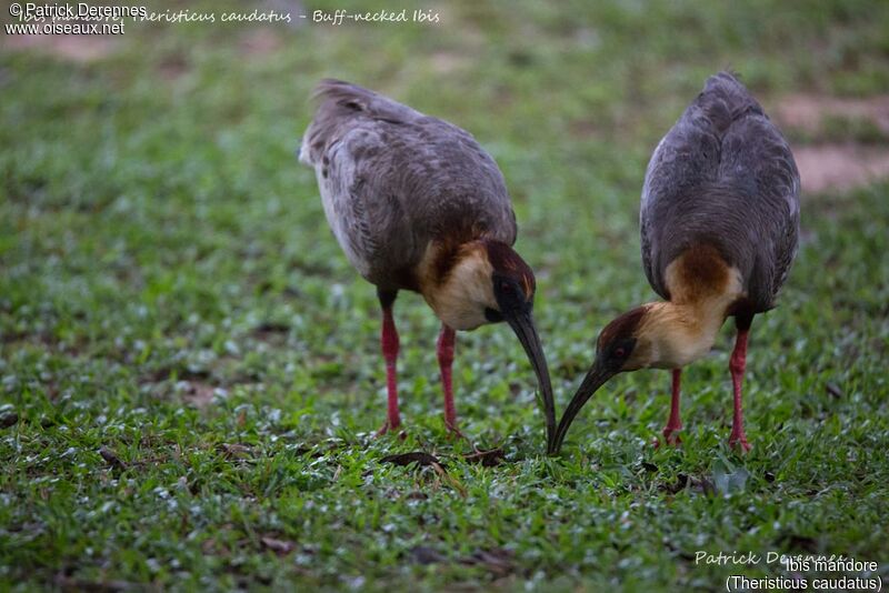 Buff-necked Ibis, identification, habitat, fishing/hunting