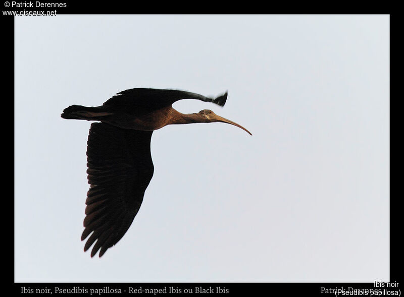 Red-naped Ibis, Flight