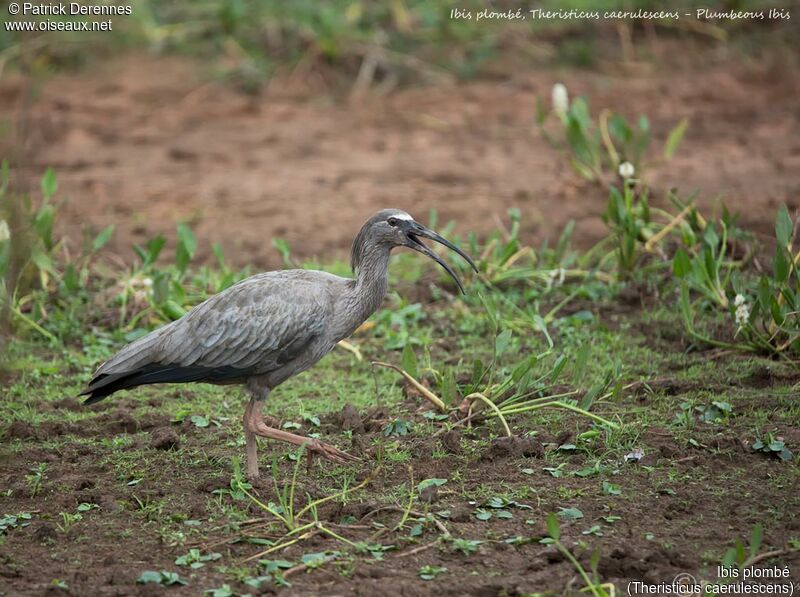 Ibis plombéimmature, identification, habitat, marche