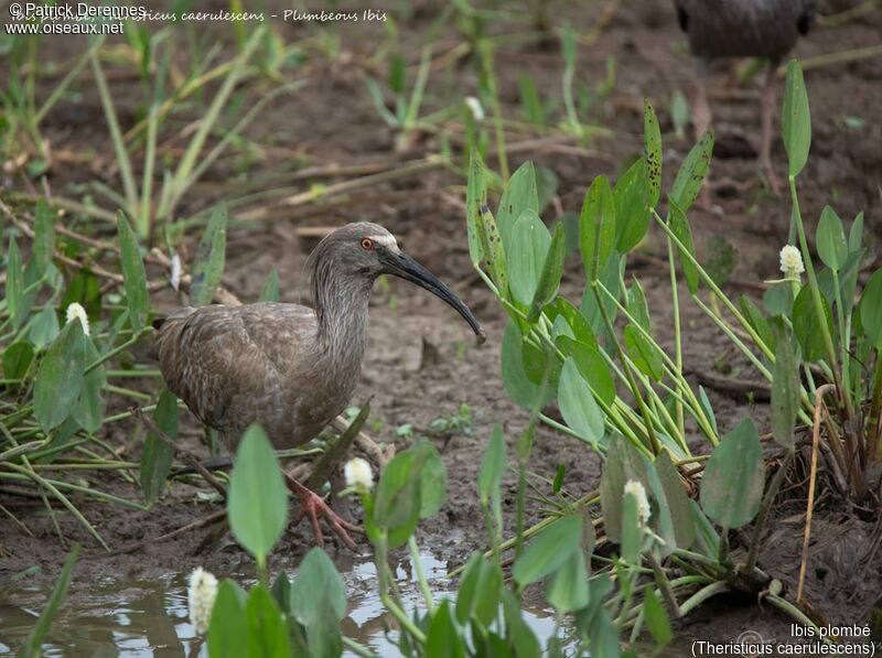 Plumbeous Ibisadult, identification, habitat