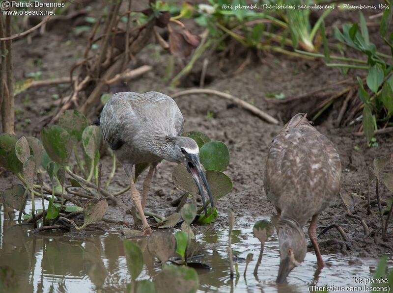 Plumbeous Ibis, identification, habitat, feeding habits