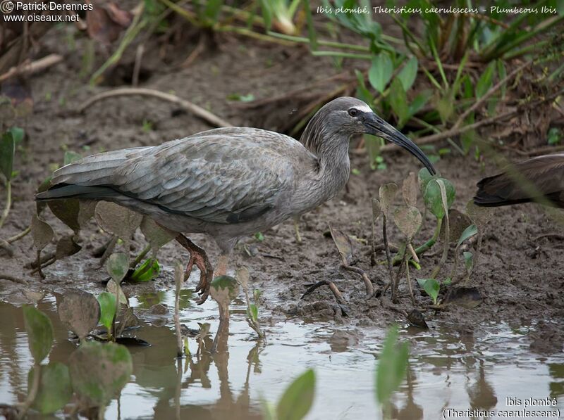 Ibis plombé, identification, habitat, marche