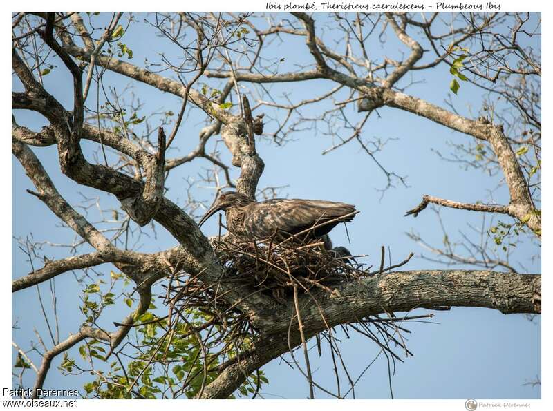 Plumbeous Ibisadult, Reproduction-nesting