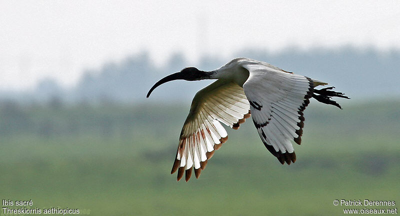 Ibis sacré