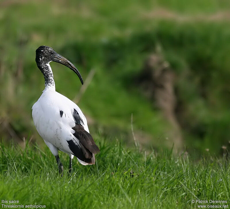 Ibis sacré, identification