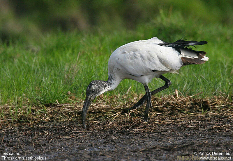 Ibis sacré