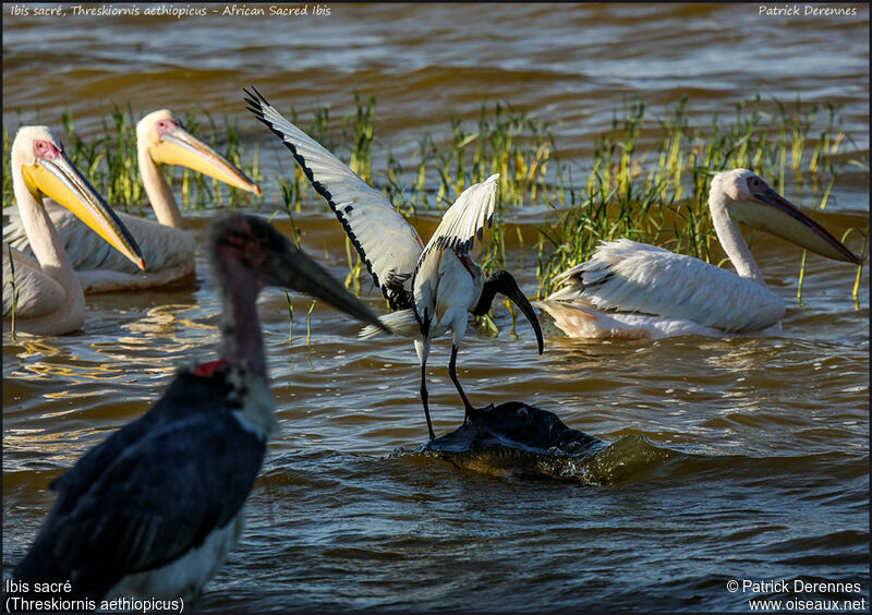 Ibis sacré, Vol