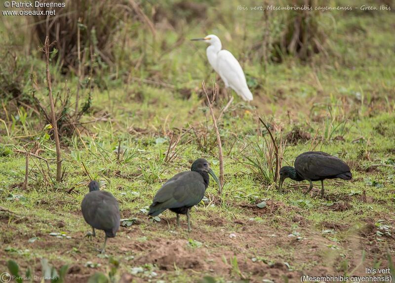 Ibis vert, habitat