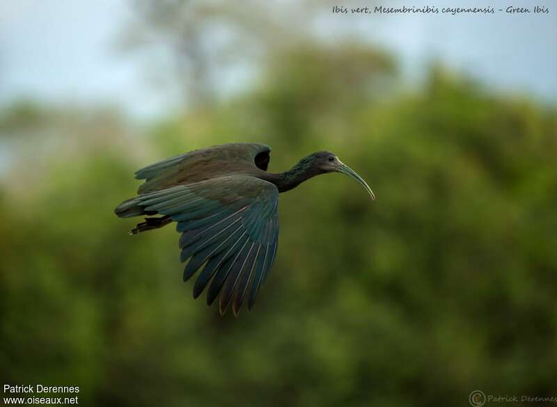 Ibis vert, Vol