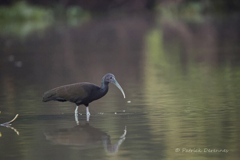 Ibis vert, identification, habitat