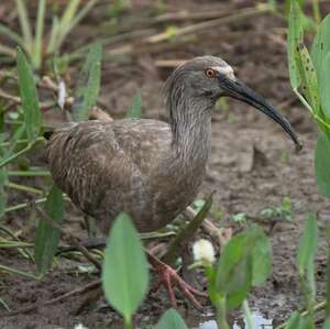 Ibis plombé