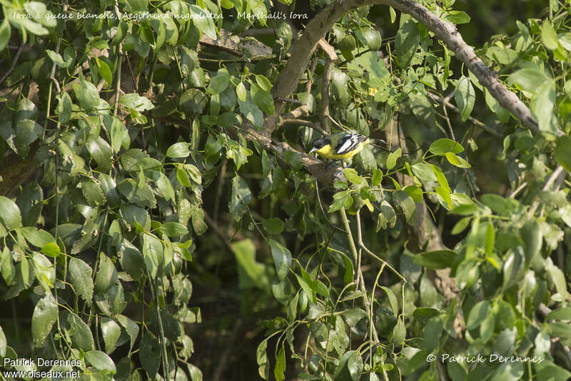 Marshall's Iora male adult, identification