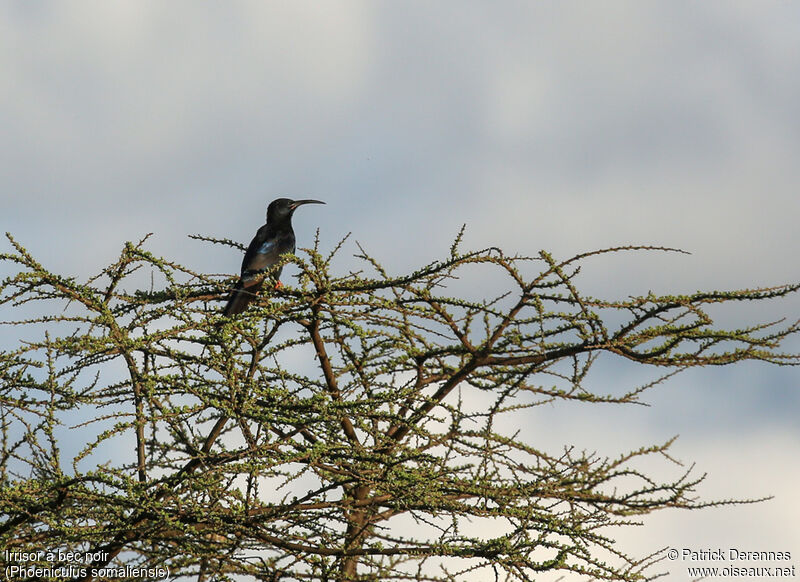 Black-billed Wood Hoopoeadult, identification