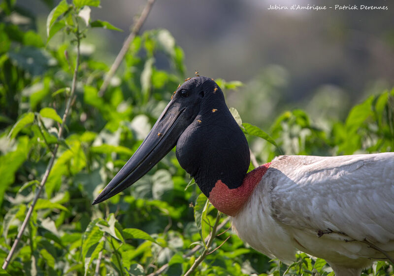 Jabiru, identification, close-up portrait, habitat